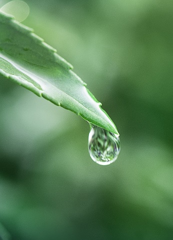 Water drop on a leaf macro shot meditation carré 1000x1163 yoga et soins